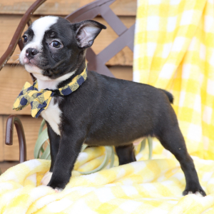 Boston Terrier Puppy Bruiser