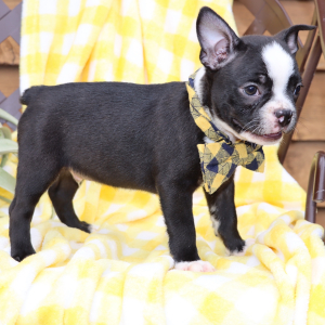Boston Terrier Puppy Bruiser