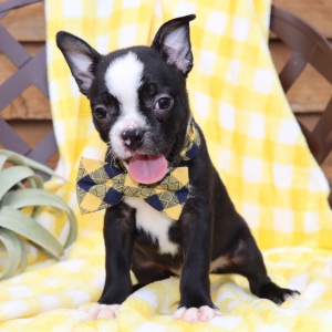 Boston Terrier Puppy Bruiser