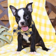 Boston Terrier Puppy Bruiser