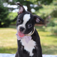 Boston Terrier Puppy Bruiser