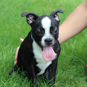 Boston Terrier Puppy Bruiser