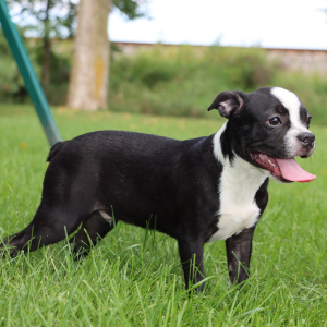 Boston Terrier Puppy Bruiser