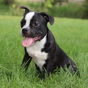 Boston Terrier Puppy Bruiser