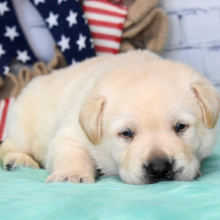 Labrador Retriever Puppy Eddie