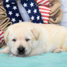 Labrador Retriever Puppy Eddie