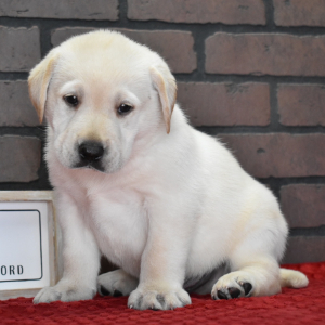 Labrador Retriever Puppy Eddie
