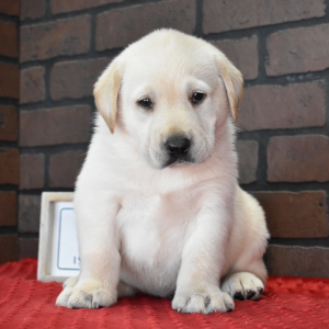 Labrador Retriever Puppy Eddie
