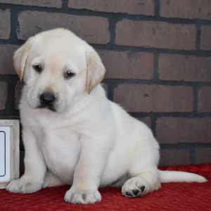 Labrador Retriever Puppy Eddie