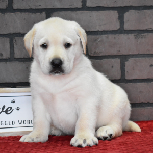 Labrador Retriever Puppy Eddie