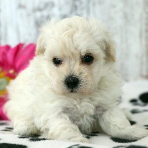Maltipoo Puppy Winnie