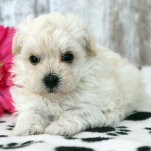 Maltipoo Puppy Winnie