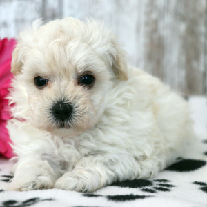 Maltipoo Puppy Winnie