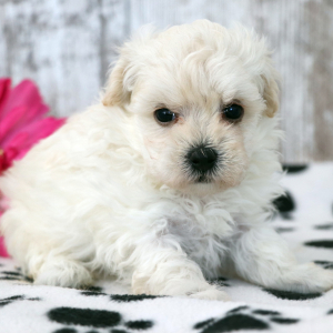 Maltipoo Puppy Winnie