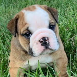 Bulldog Puppy Carlton