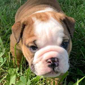 Bulldog Puppy Carlton