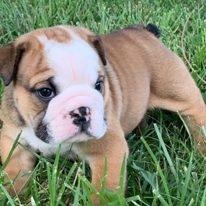 Bulldog Puppy Carlton