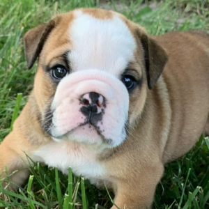 Bulldog Puppy Carlton