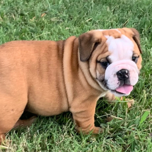 Bulldog Puppy Carlton