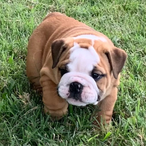Bulldog Puppy Carlton