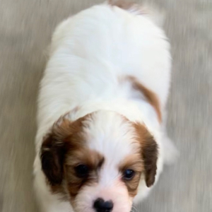Cavapoo Puppy Ace