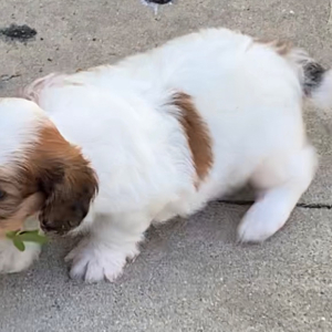 Cavapoo Puppy Ace