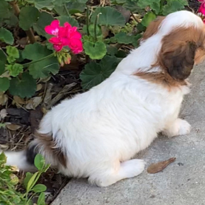 Cavapoo Puppy Ace