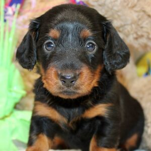Dachshund Puppy Ayla