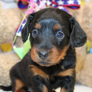 Dachshund Puppy Ayla