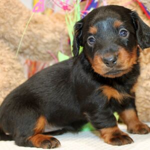 Dachshund Puppy Ayla