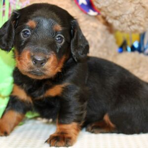 Dachshund Puppy Ayla