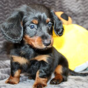 Dachshund Puppy Ayla