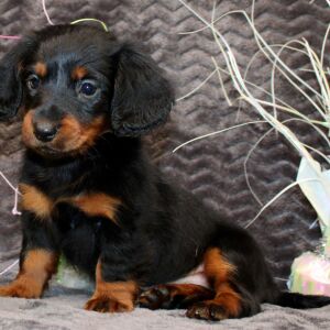 Dachshund Puppy Ayla