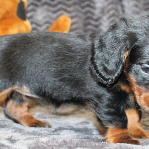 Dachshund Puppy Ayla