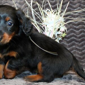 Dachshund Puppy Ayla