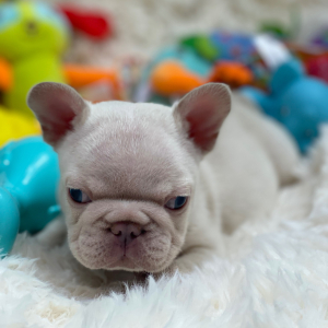 French Bulldog Puppy Platinum Rolex