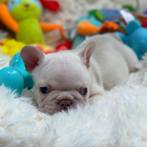 French Bulldog Puppy Platinum Rolex