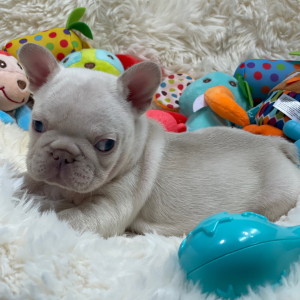 French Bulldog Puppy Platinum Rolex