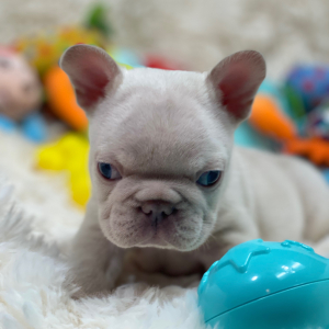 French Bulldog Puppy Platinum Rolex
