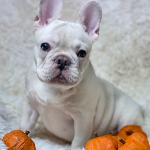French Bulldog Puppy Platinum Rolex