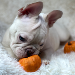 French Bulldog Puppy Platinum Rolex