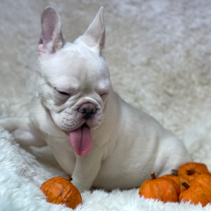 French Bulldog Puppy Platinum Rolex