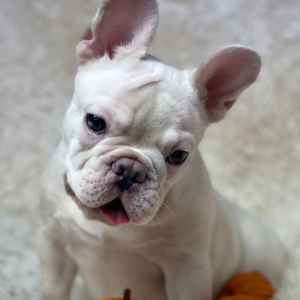 French Bulldog Puppy Platinum Rolex