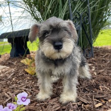 Miniature Schnauzer Puppy Finley