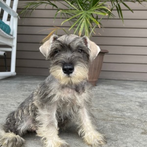 Miniature Schnauzer Puppy Finley