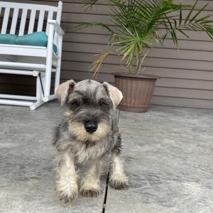 Miniature Schnauzer Puppy Finley