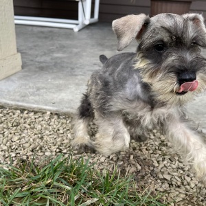 Miniature Schnauzer Puppy Finley