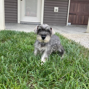 Miniature Schnauzer Puppy Finley