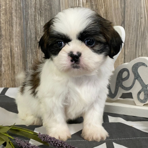 Shih Tzu Puppy Minty