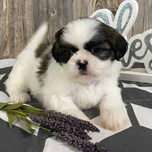 Shih Tzu Puppy Minty